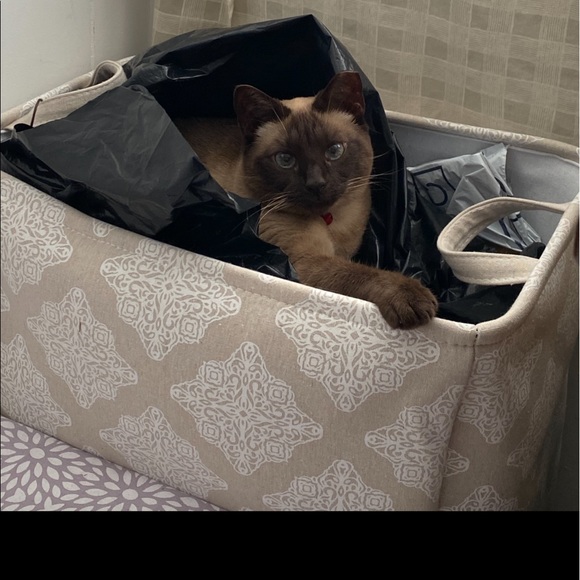 Meet your Posher, Tracey - Picture 4 of 9